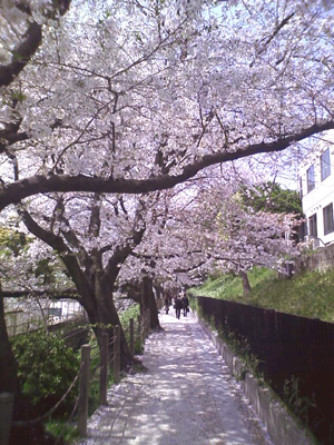 福岡市の舞鶴公園の桜