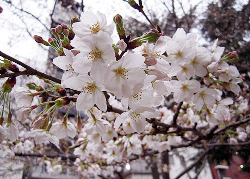 100315_sakura.jpg