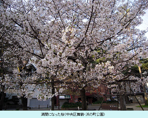 満開になった桜（中央区舞鶴・浜の町公園）