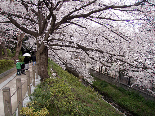 福岡の桜