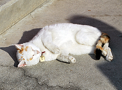 人なつっこい猫