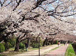 舞鶴公園の桜