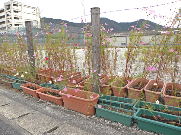 予定地には抱樸関係者が地域の人々と一緒に植えたコスモスが咲いていた