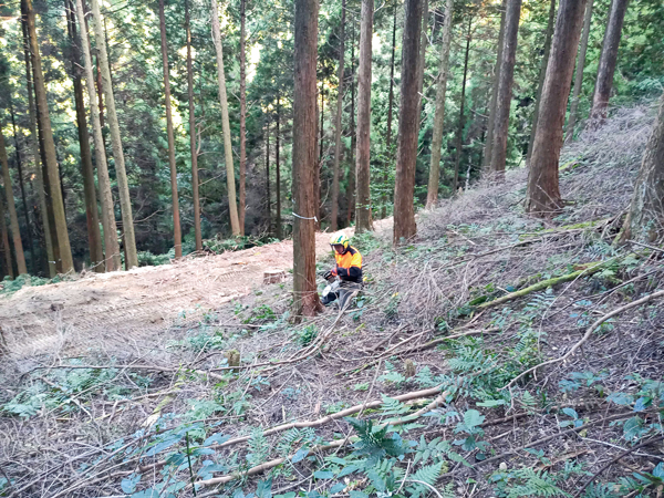 森林伐採のイメージ。森林の多面的な機能を保つため、伐採・植栽などのサイクルを繰り返す必要がある