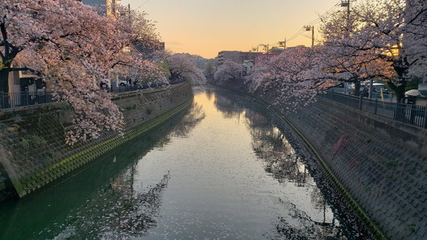 里山は崩壊しつつある 横浜　買い物帰り © yummy クリエイティブ・コモンズ・ライセンス（表示4.0 国際）https://creativecommons.org/licenses/by/4.0/