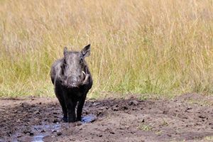 縄文道通信第47号 縄文人は定住型狩猟民族だった 今も息づいて未来に活かせる道 前 公式 データ マックス Netib News